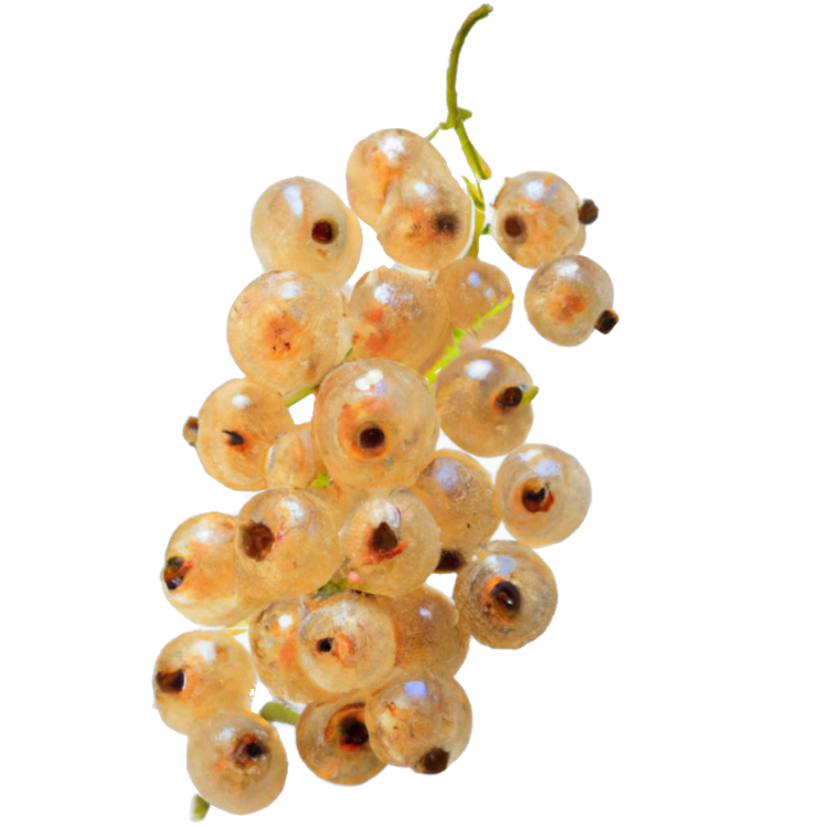 Johannisbeere Stamm weiß "Jojo"