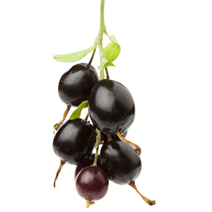 Jostabeere "Jonas" (Bio)