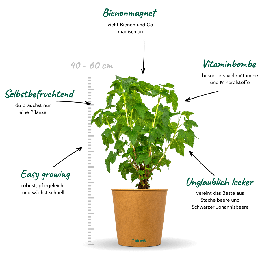 Jostabeere "Jonas" (Bio)