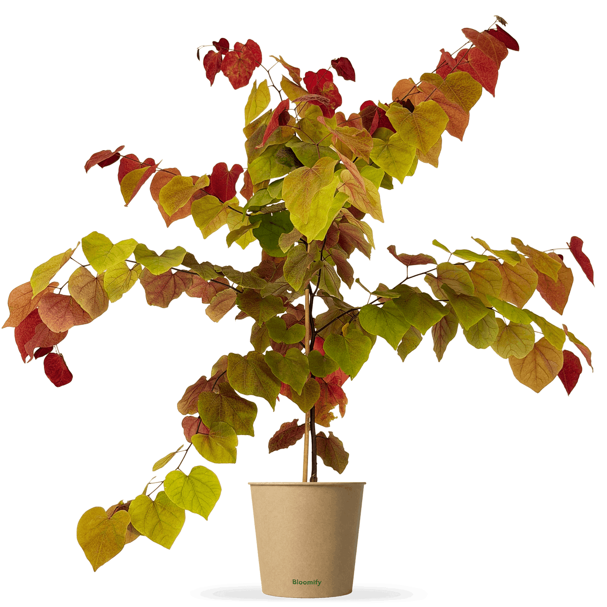 Feuer-Judasbaum "Freddy"