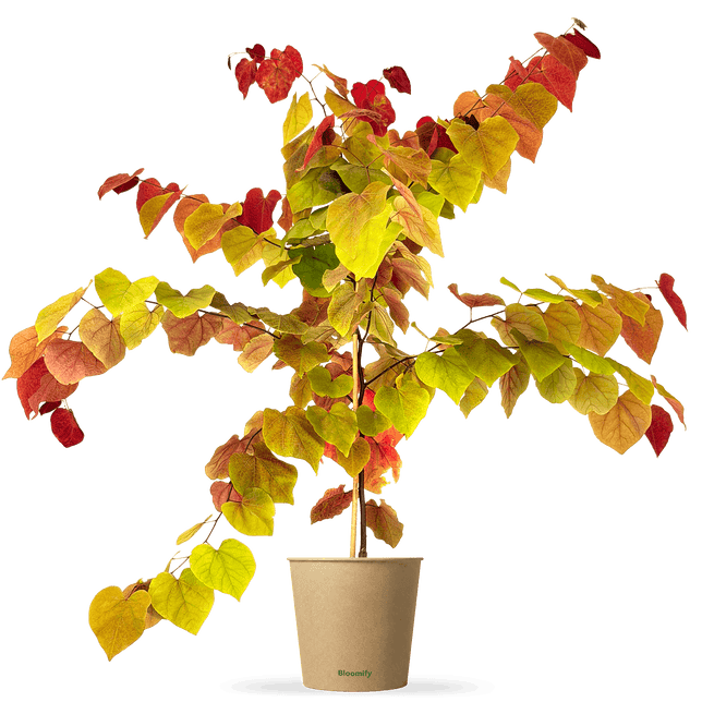Feuer-Judasbaum "Freddy"