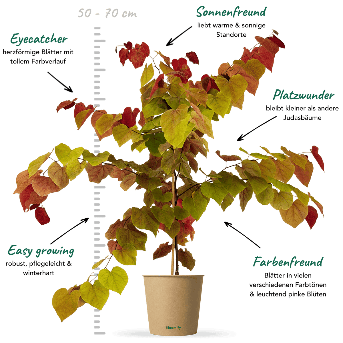 Feuer-Judasbaum "Freddy"