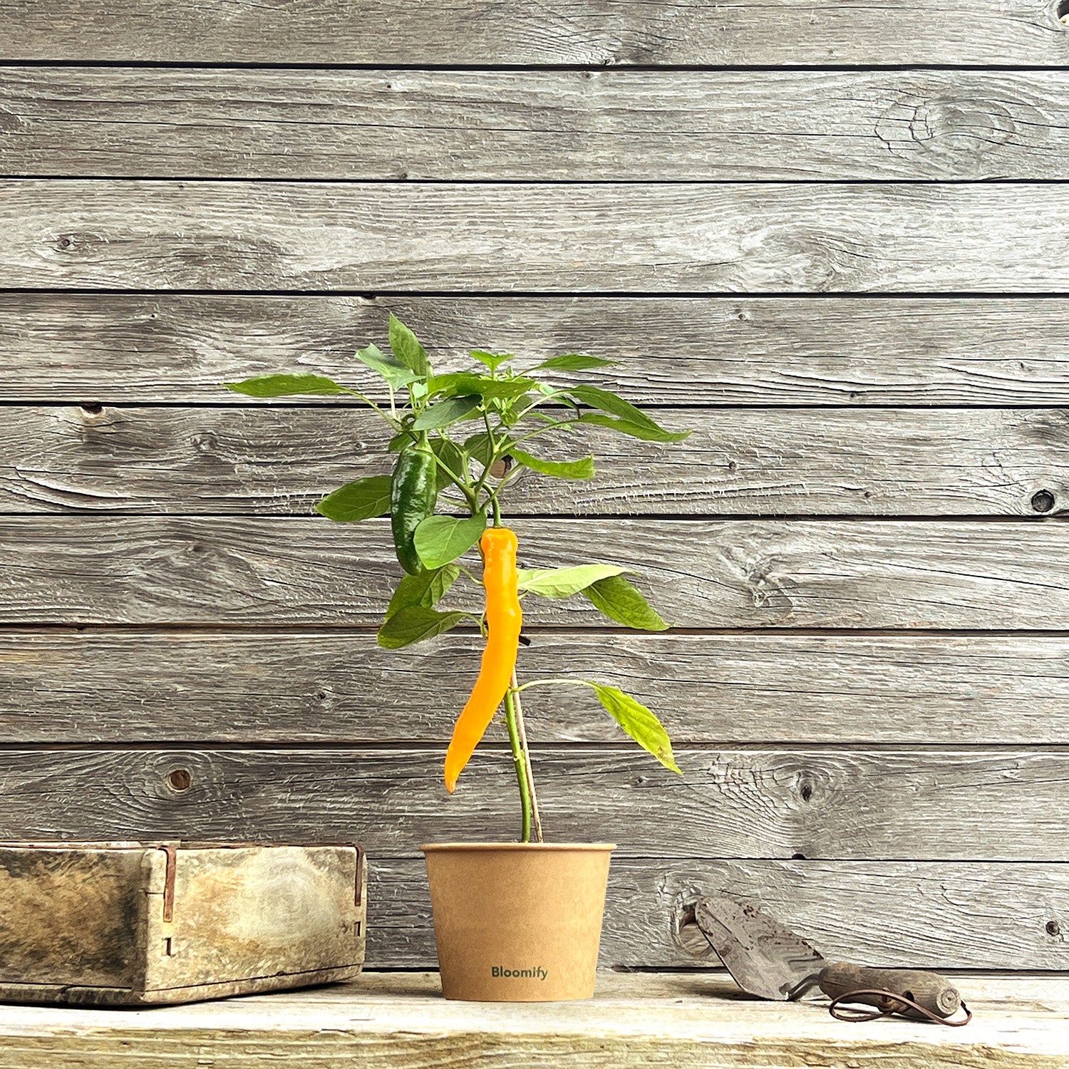 Jumbo Snackpaprika gelb "Sandra"