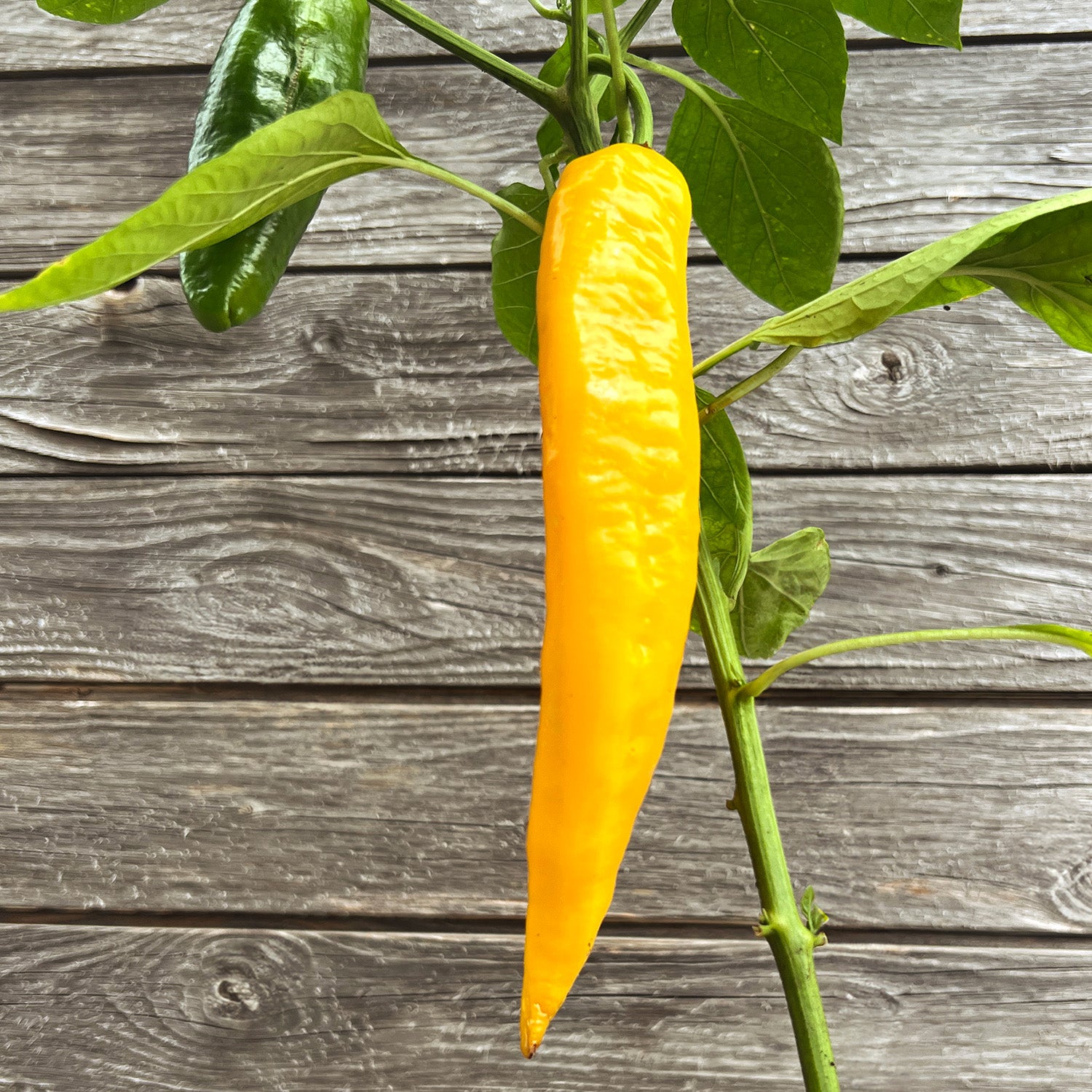 Jumbo Snackpaprika gelb "Sandra"