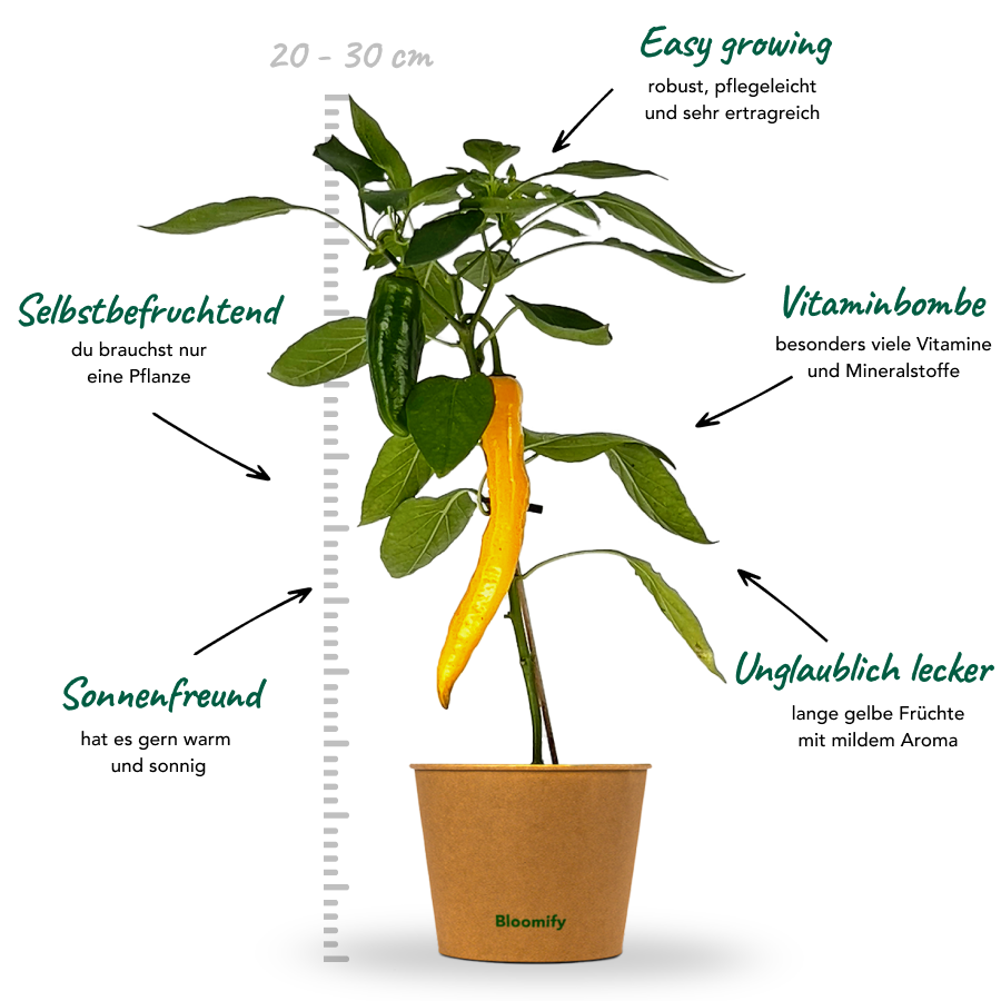 Jumbo Snackpaprika gelb "Sandra"