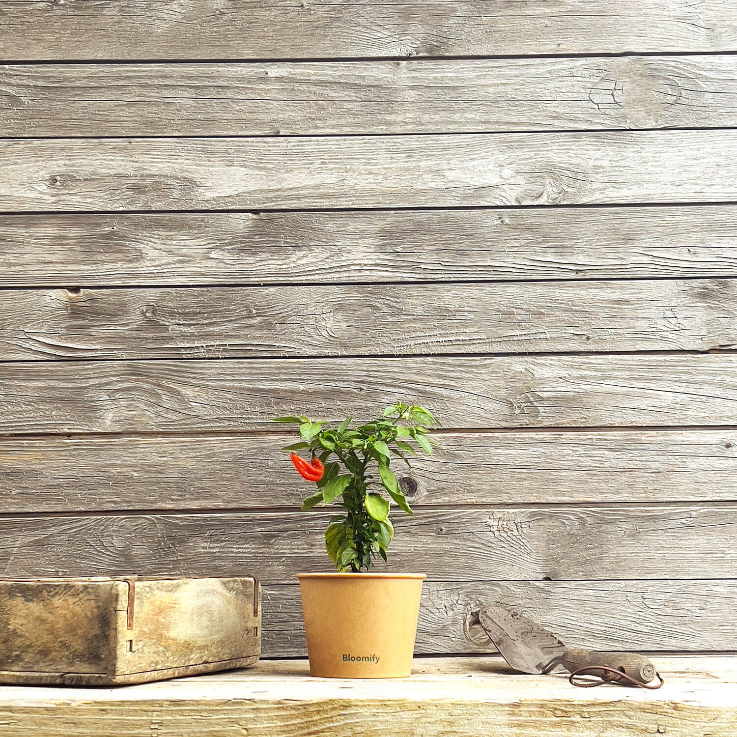 Jumbo Snackpaprika rot "Sandro"