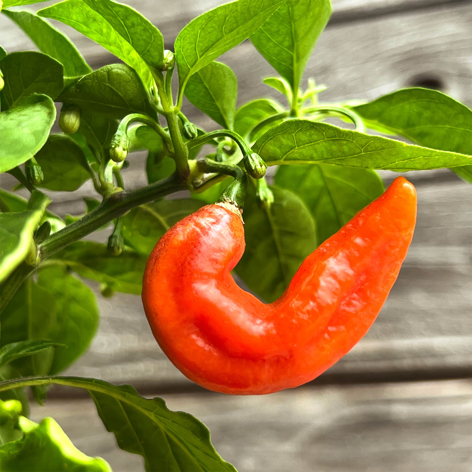 Jumbo Snackpaprika rot "Sandro"