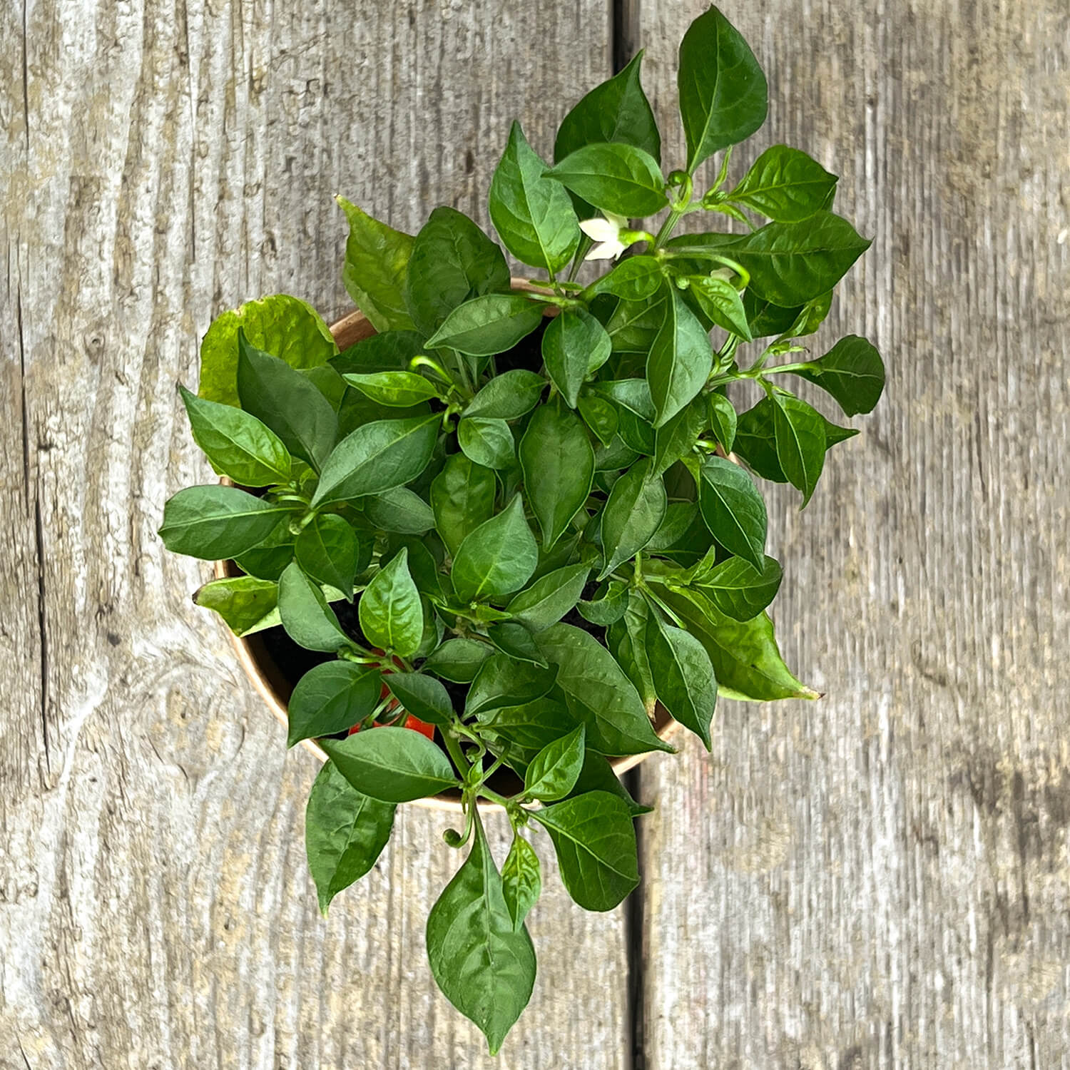 Jumbo Snackpaprika rot "Sandro"