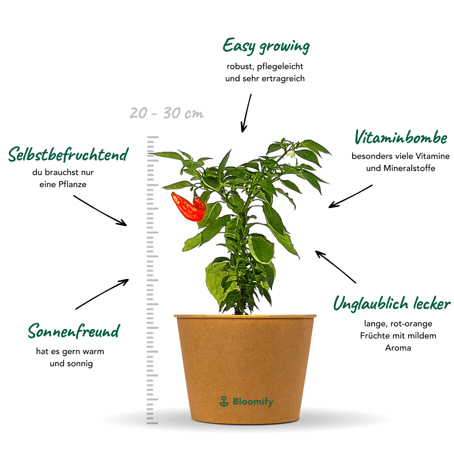 Jumbo Snackpaprika rot "Sandro"