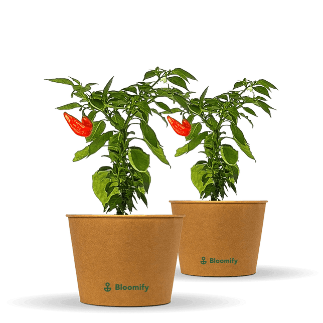2 x Jumbo Snackpaprika rot "Sandro"