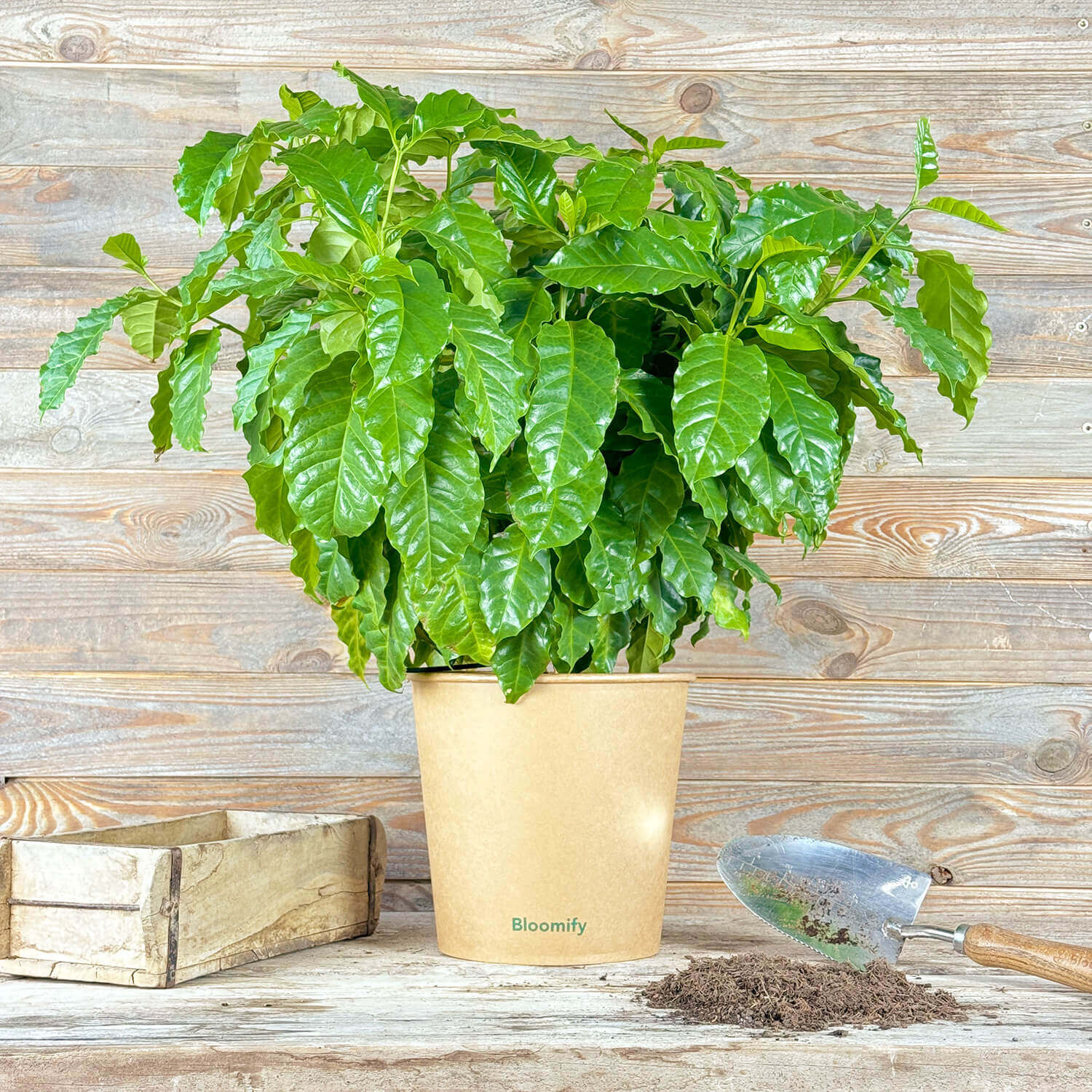 Kaffeepflanze "Käthe"