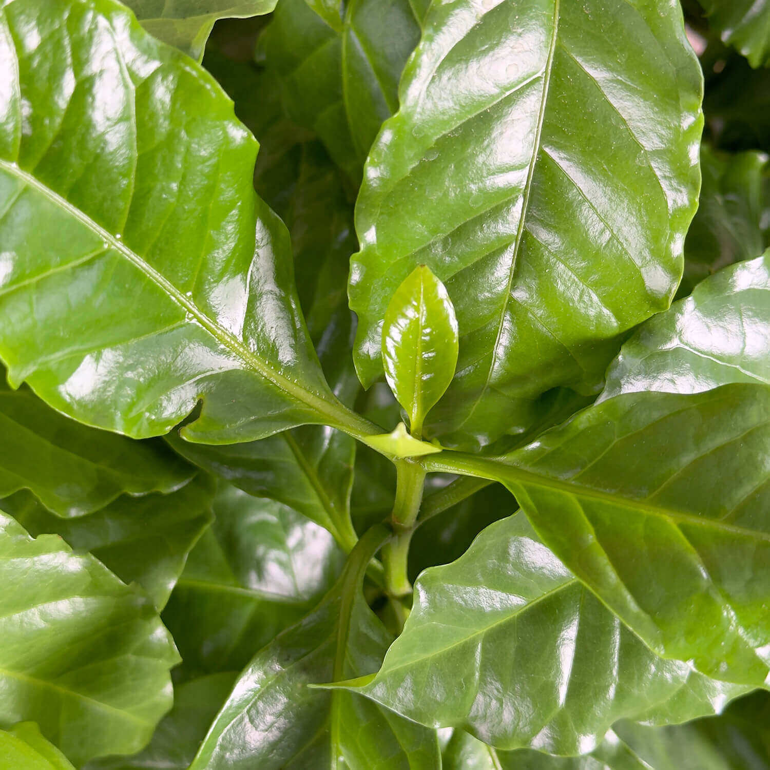 Kaffeepflanze "Käthe"