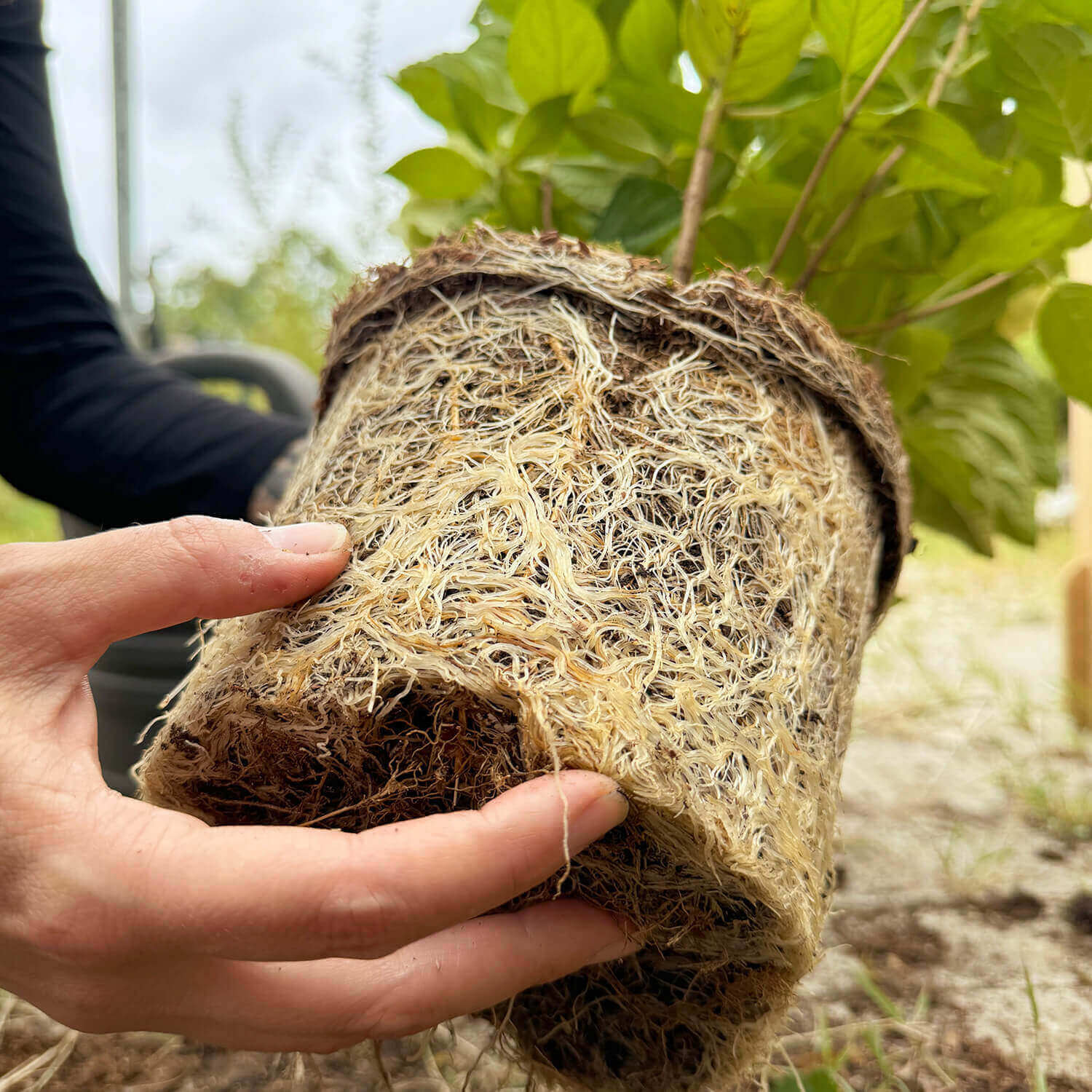 Kaffeepflanze "Käthe"