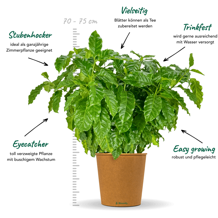 Kaffeepflanze "Käthe"