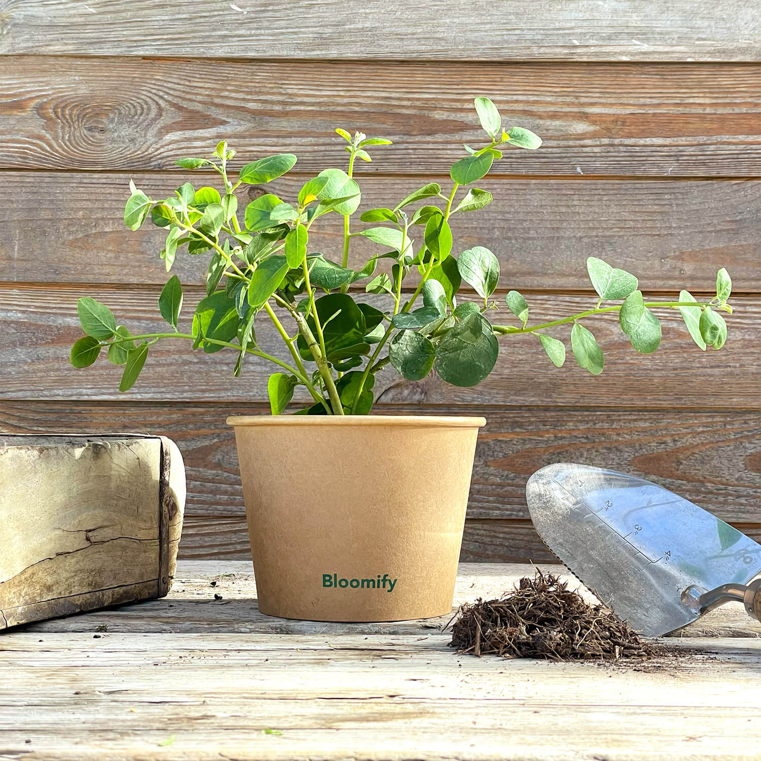 Kapernstrauch "Kasper"