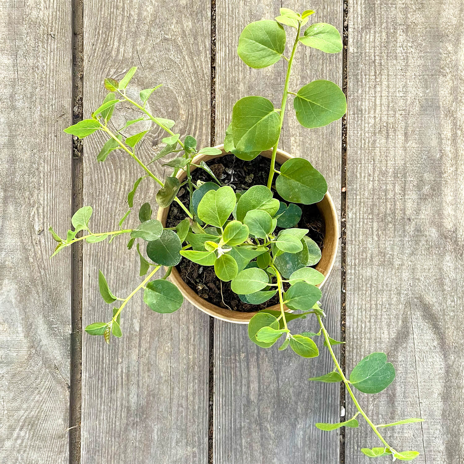 Kapernstrauch "Kasper"