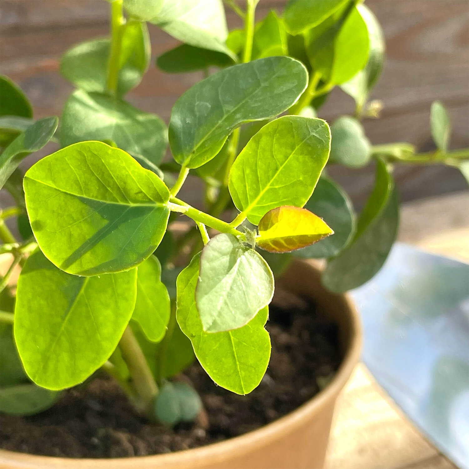 Kapernstrauch "Kasper"