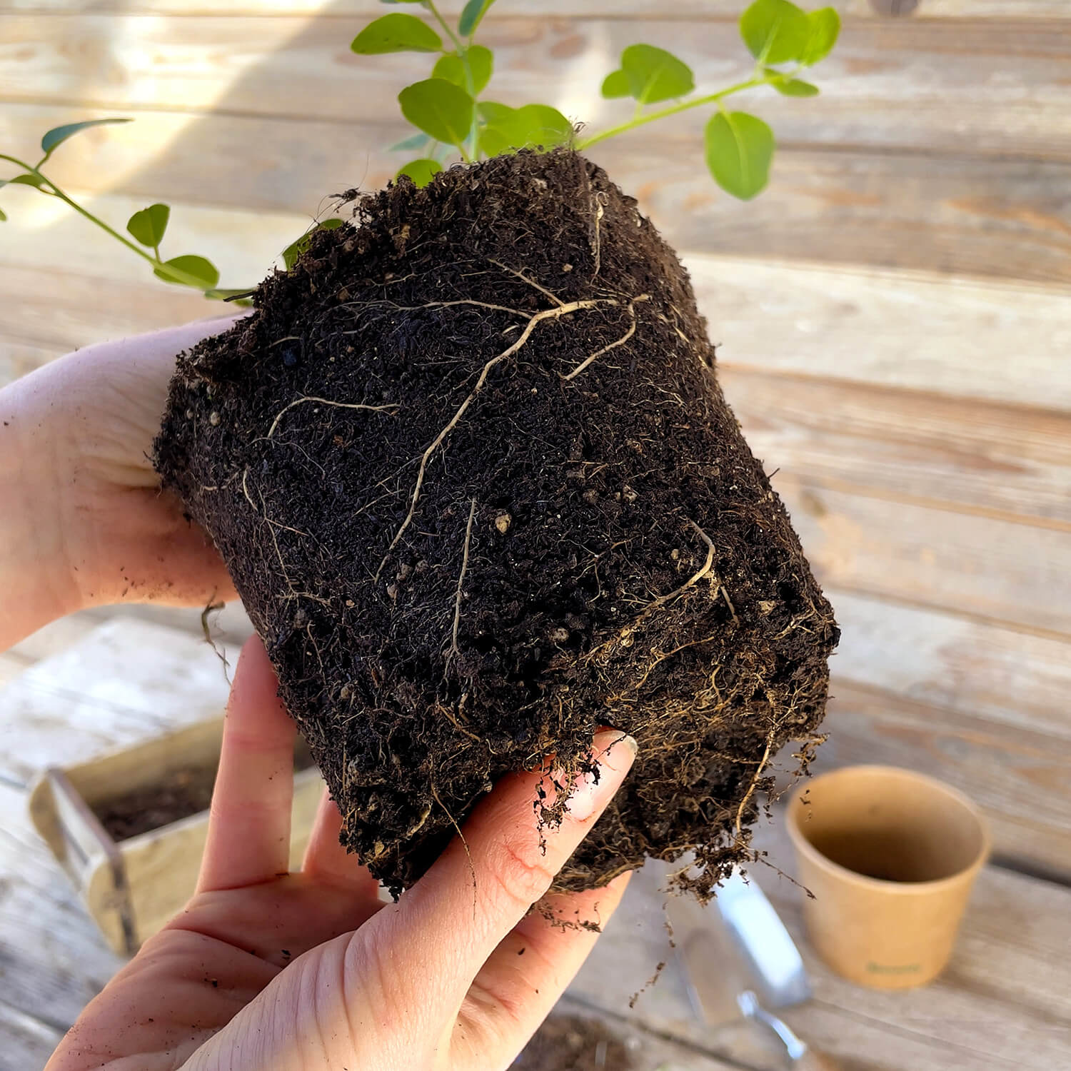 Kapernstrauch "Kasper"