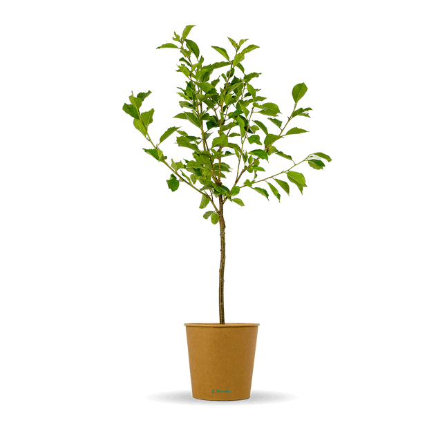 Sauerkirsche "Karl" (Bio)