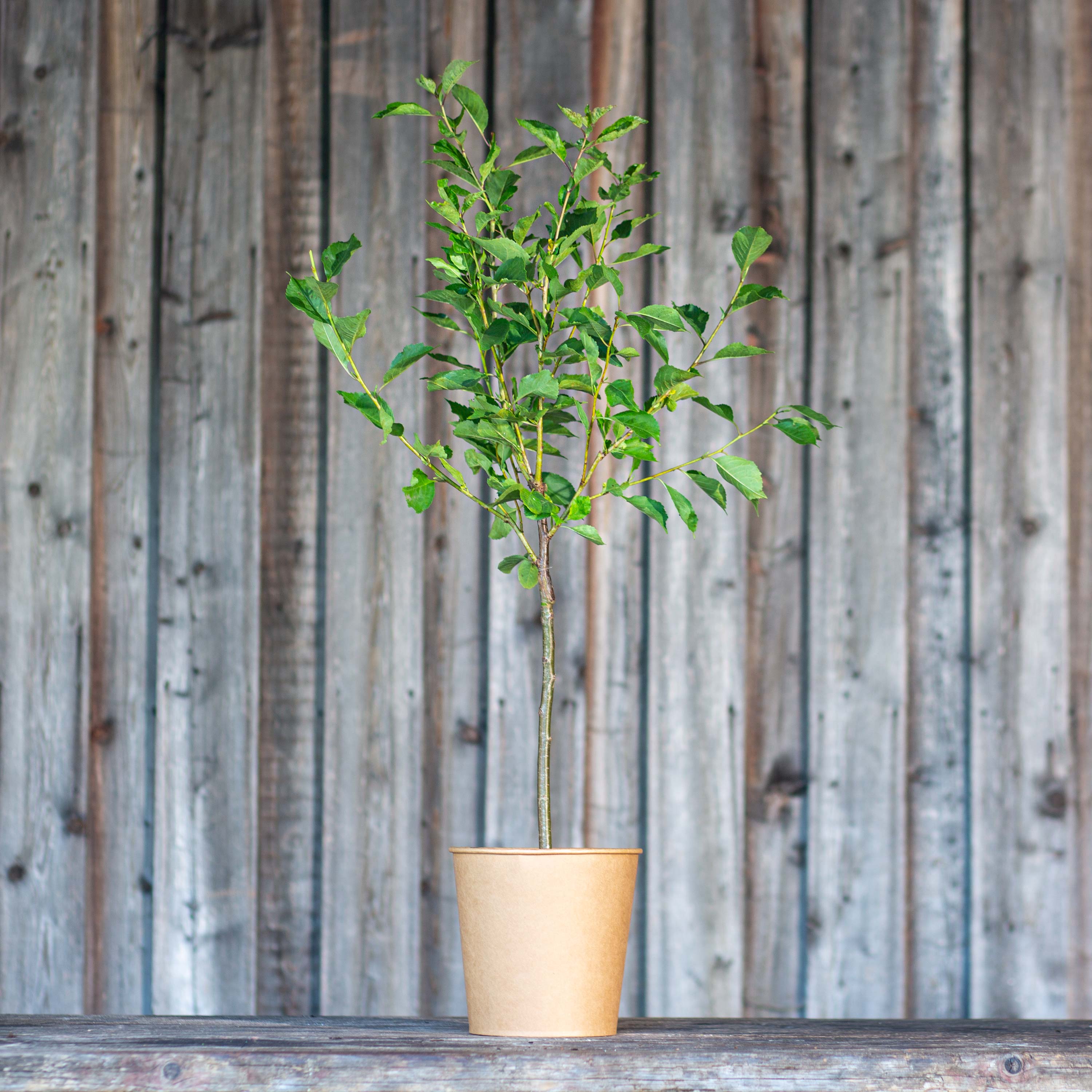 Sauerkirsche "Karl" (Bio)