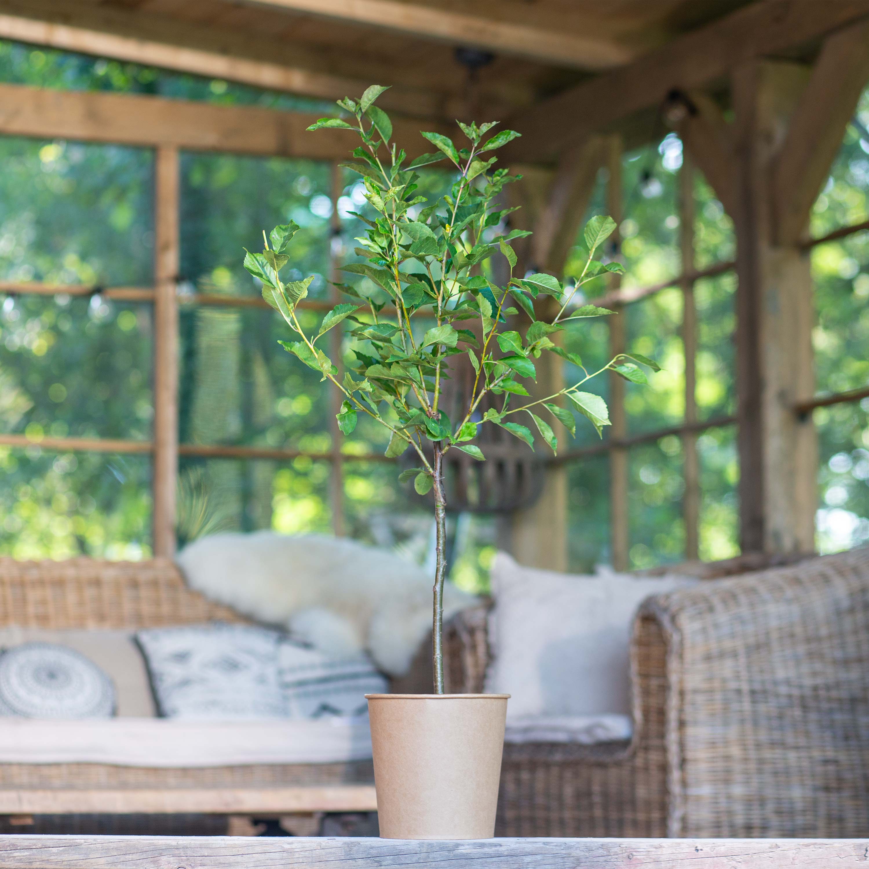 Sauerkirsche "Karl" (Bio)