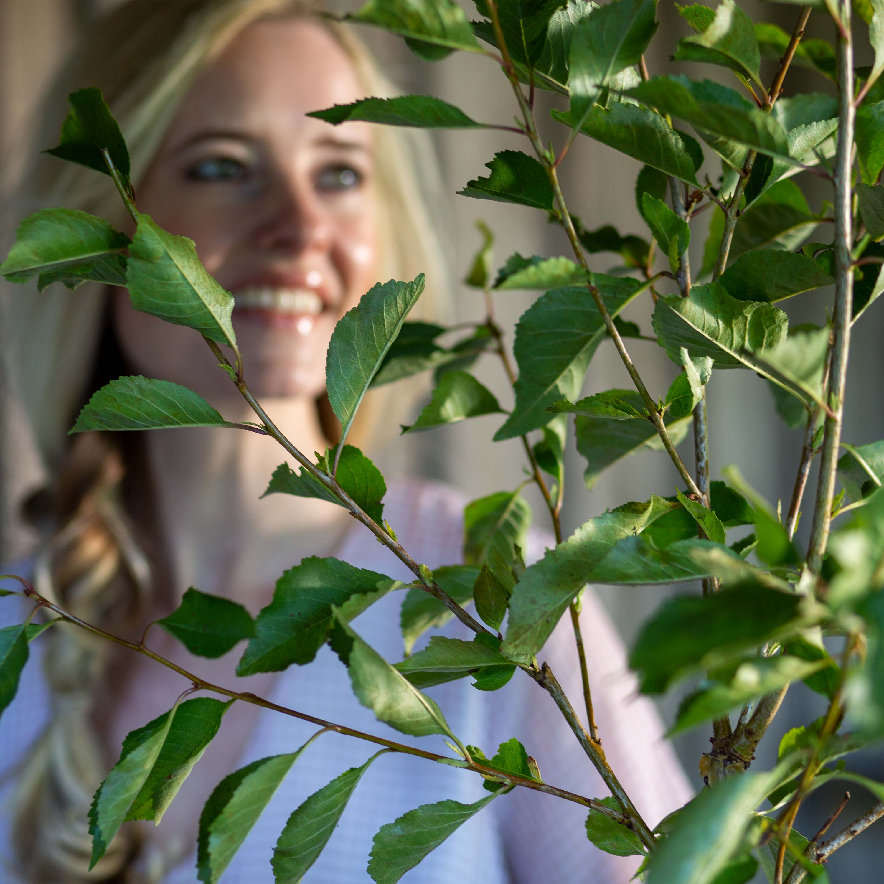 Sauerkirsche "Karl" (Bio)