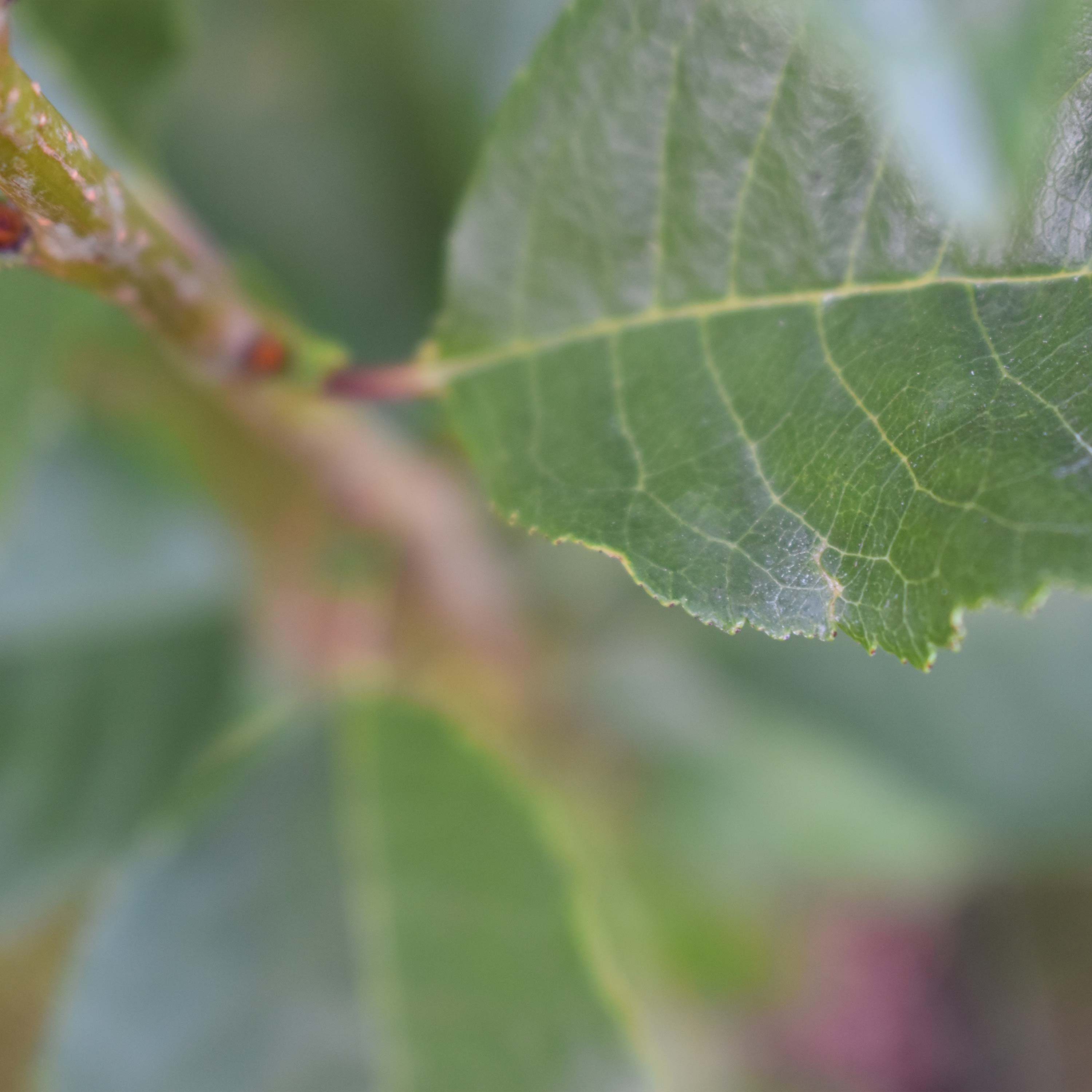 Sauerkirsche "Karl" (Bio)