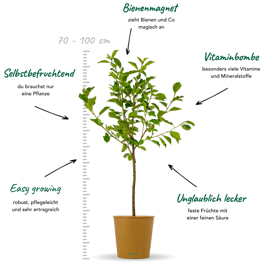 Sauerkirsche "Karl" (Bio)