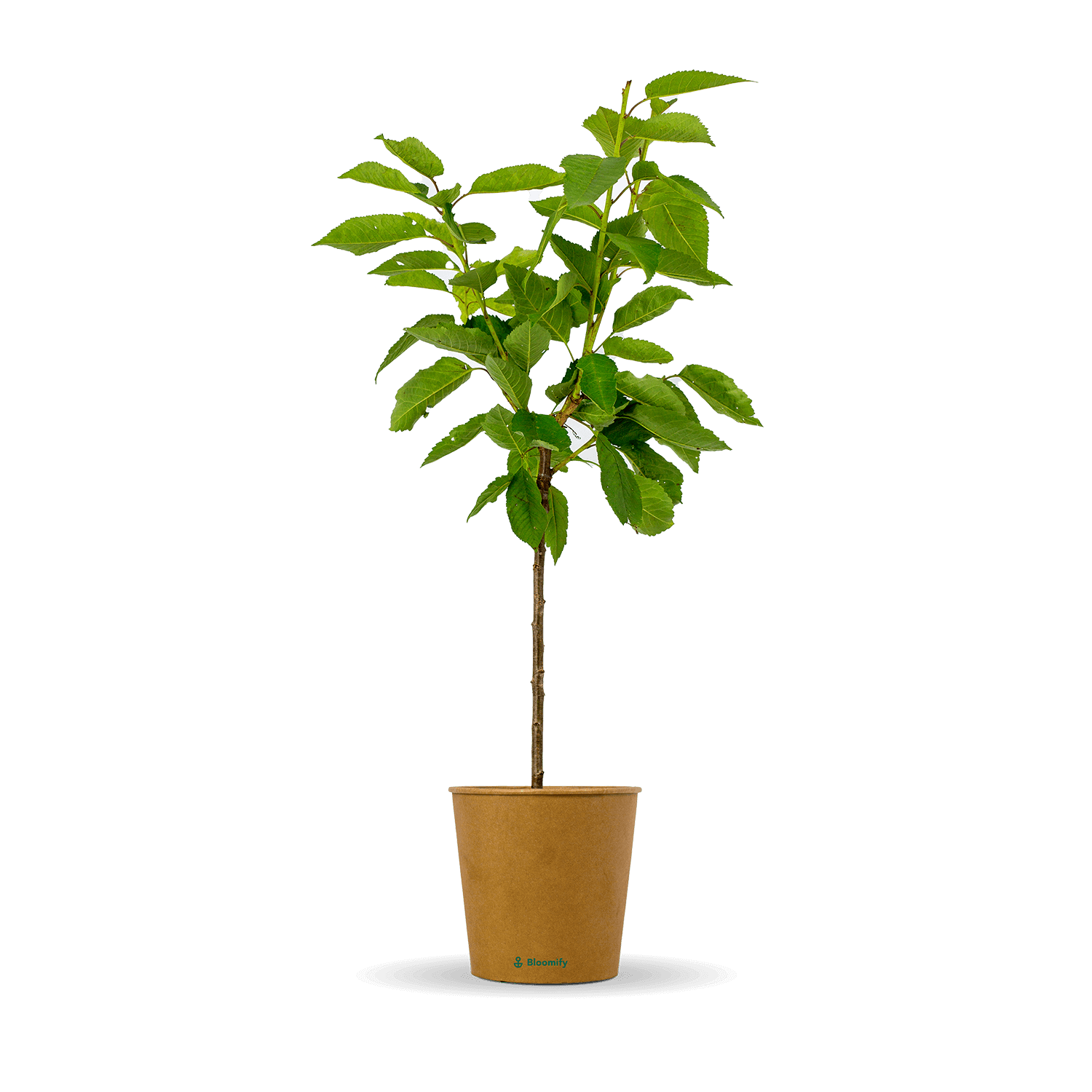 Balkon-Süßkirsche "Karla" (Bio)