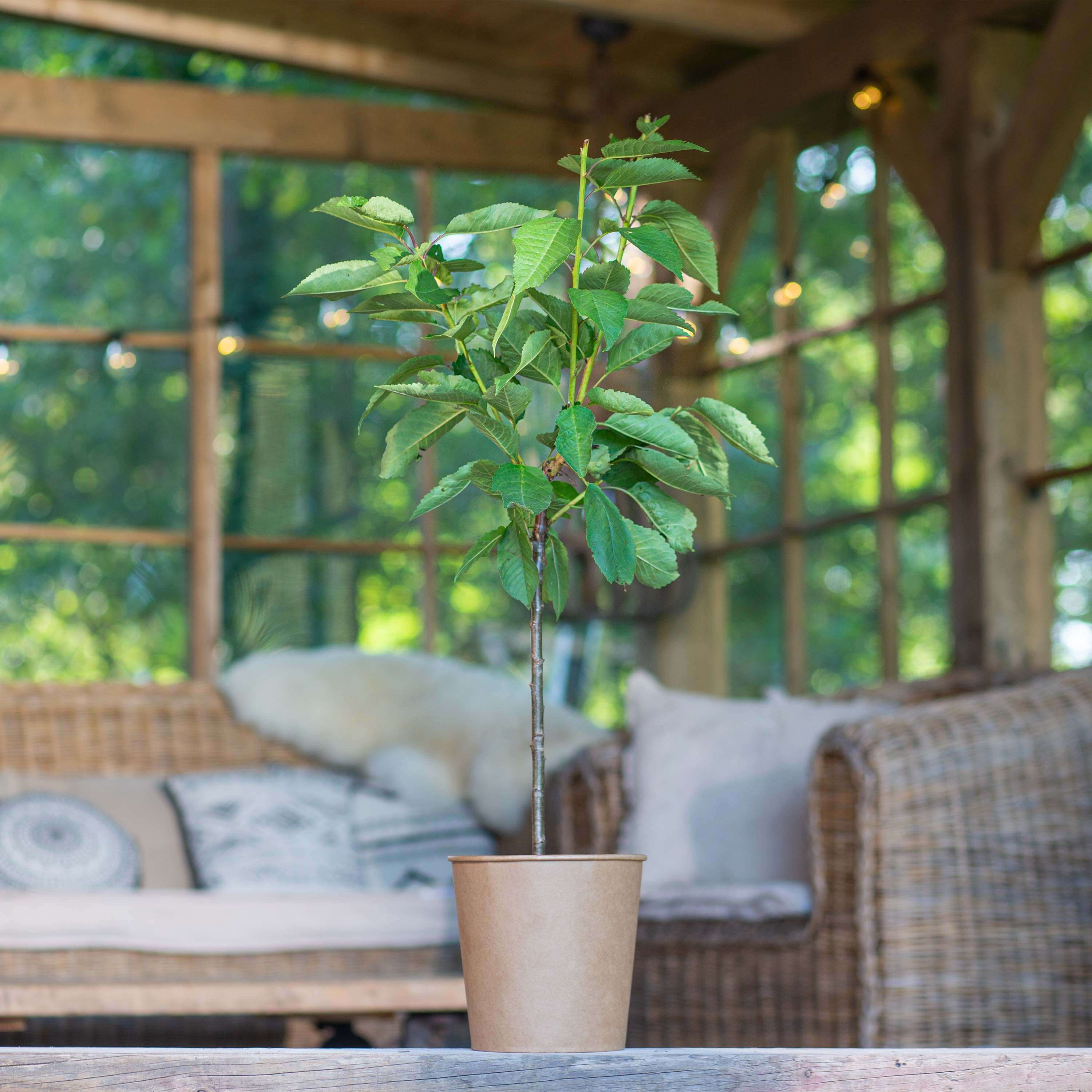 Balkon-Süßkirsche "Karla" (Bio)