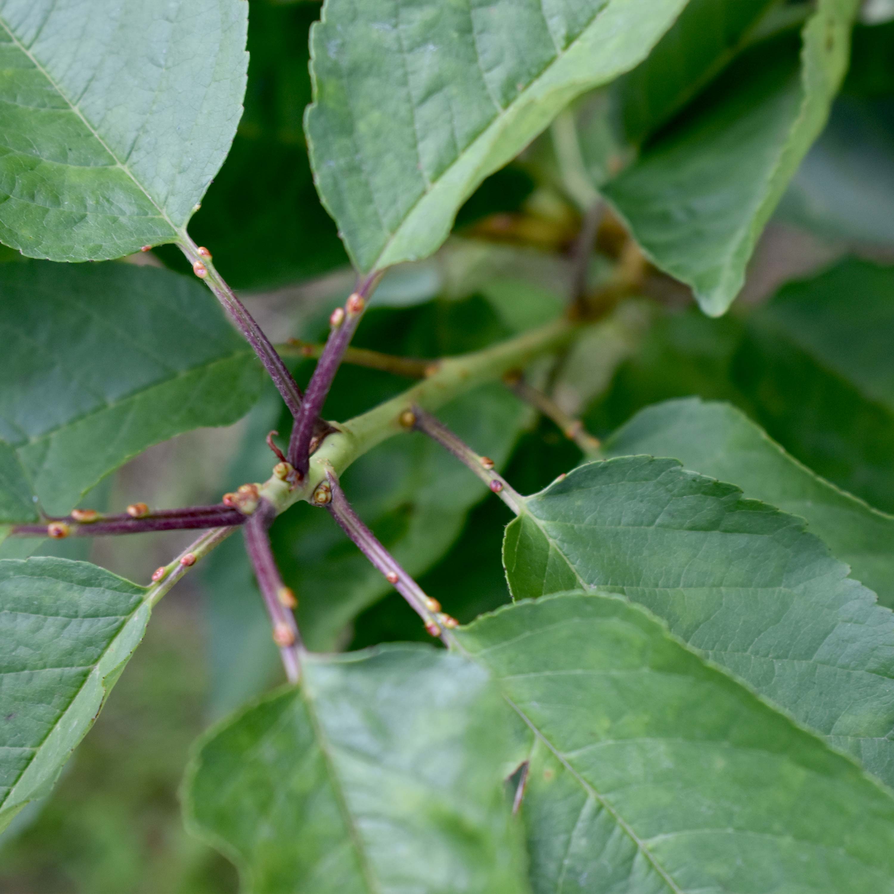 Balkon-Süßkirsche "Karla" (Bio)
