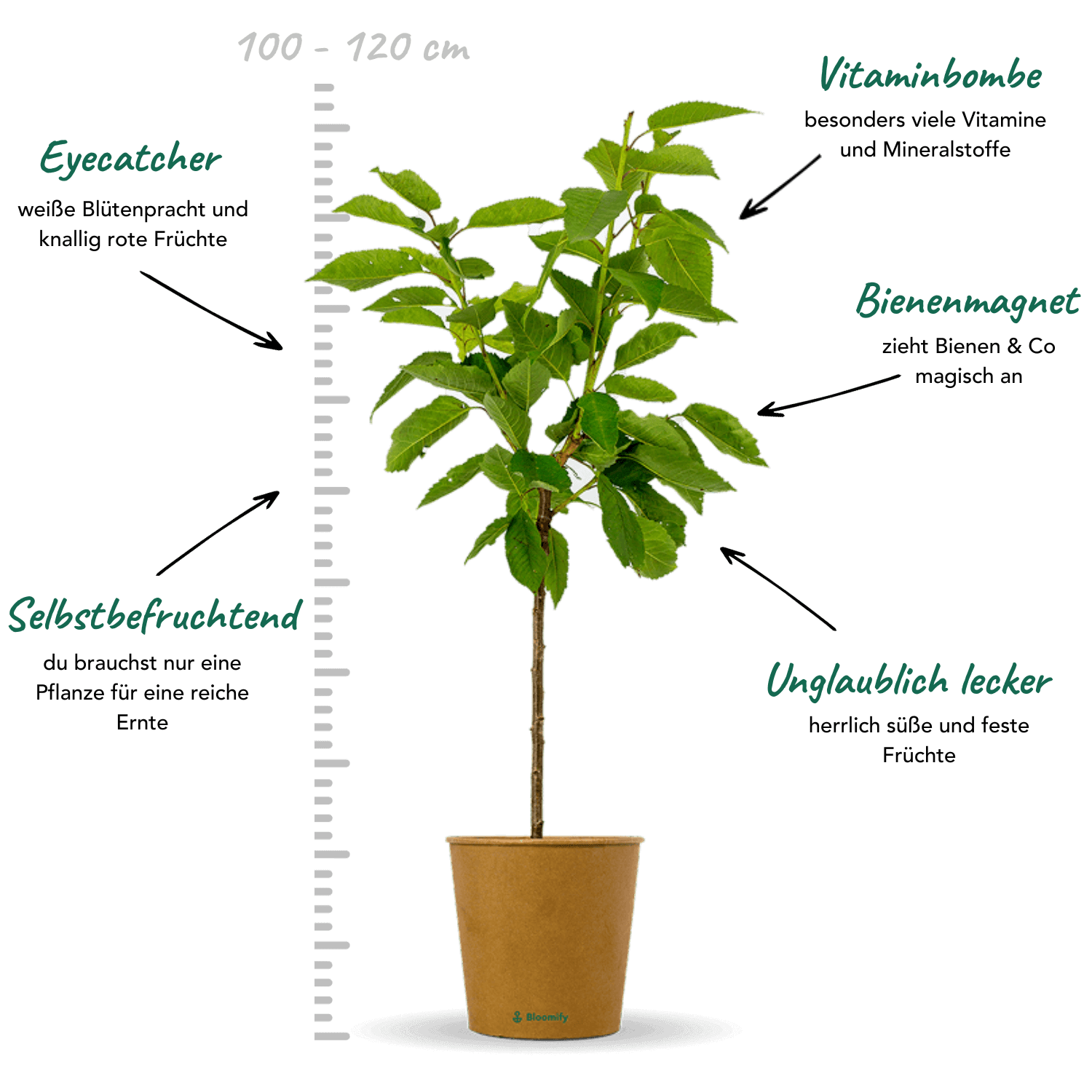 Balkon-Süßkirsche "Karla" (Bio)