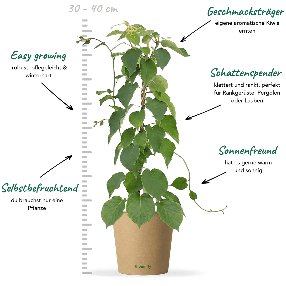 Kiwi "Knut" (Bio)