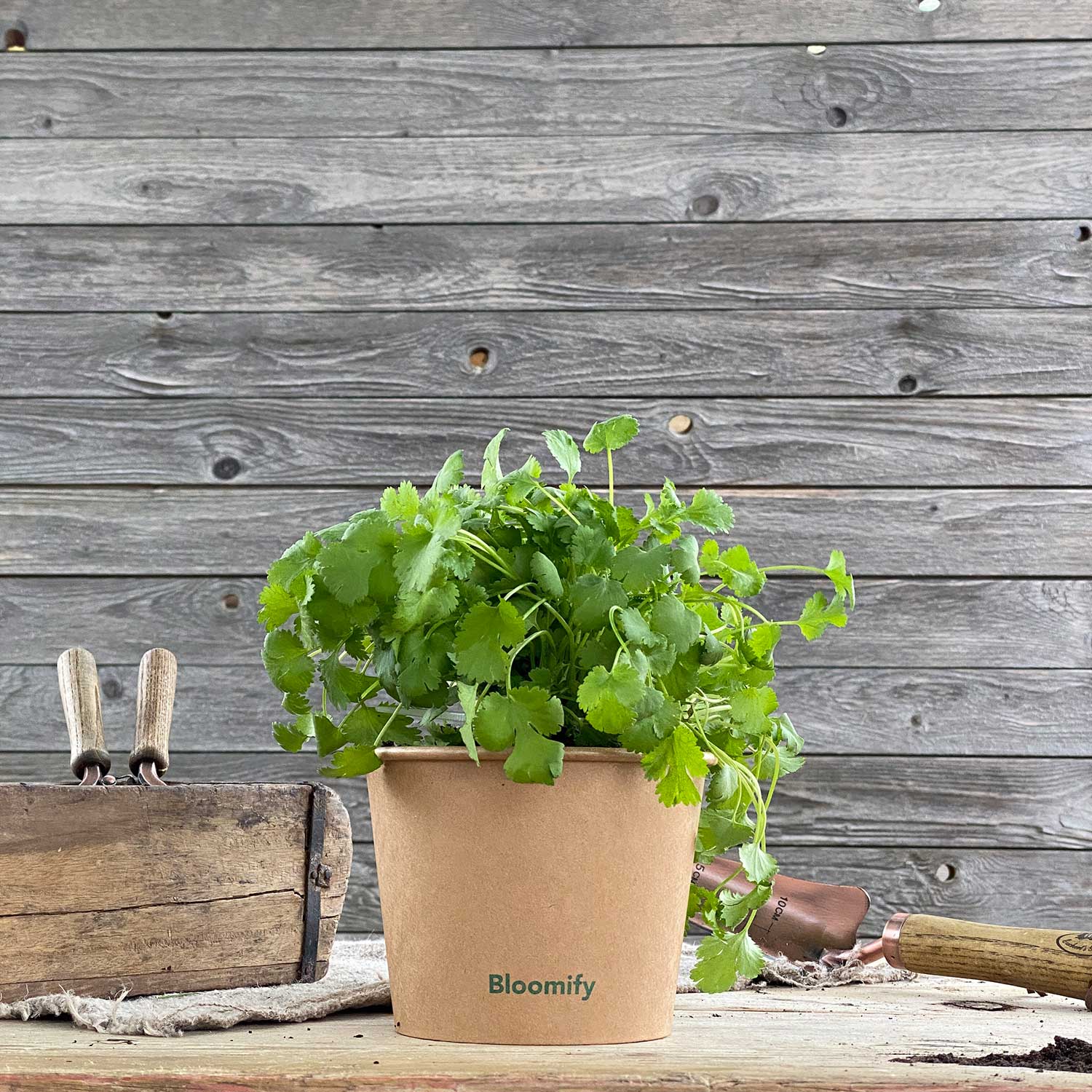 Koriander "Konstantin"