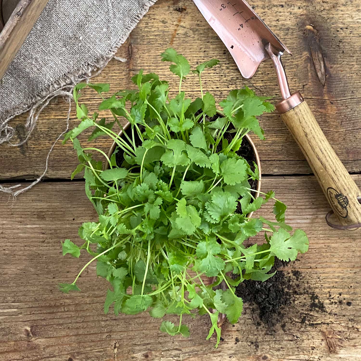 Koriander "Konstantin"