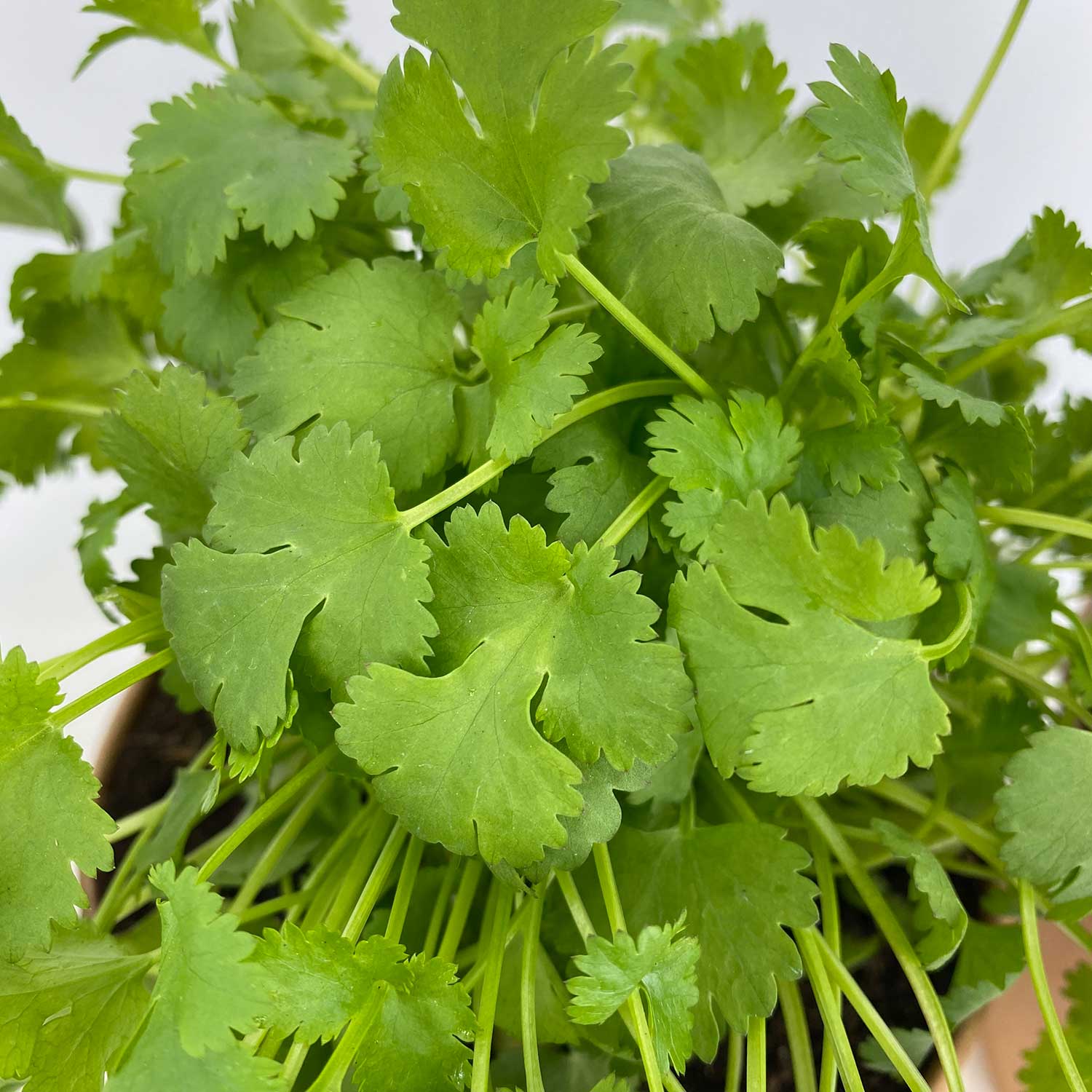 Koriander "Konstantin"