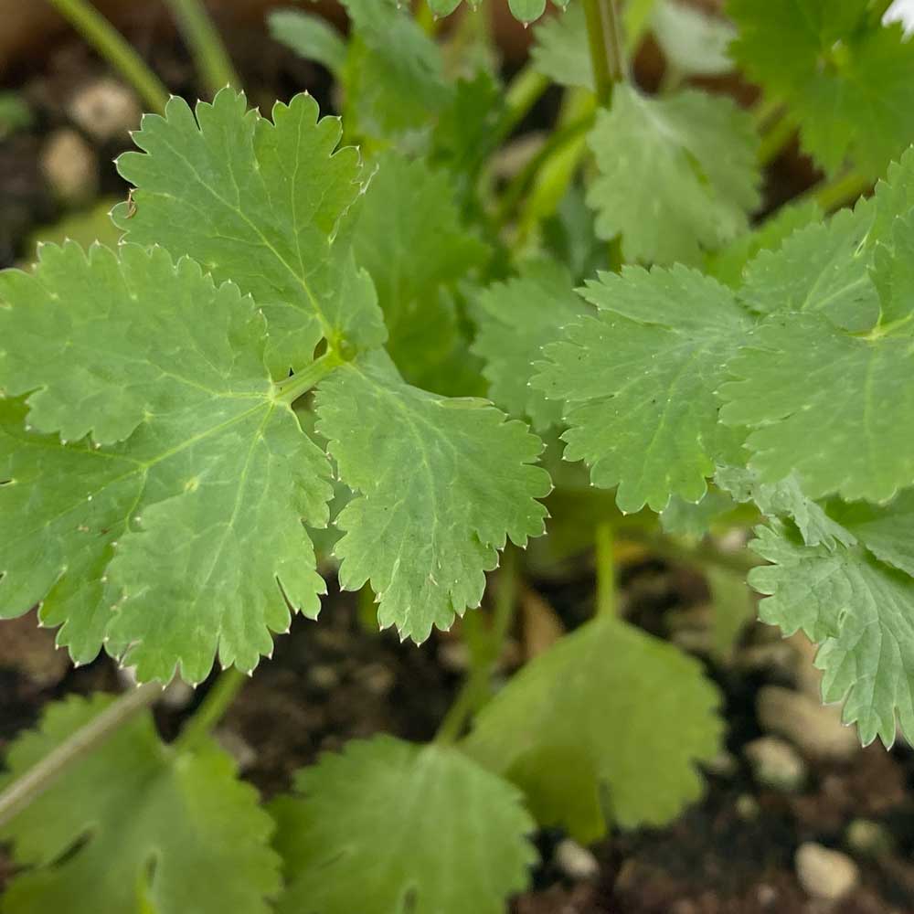 Koriander "Konstantin"