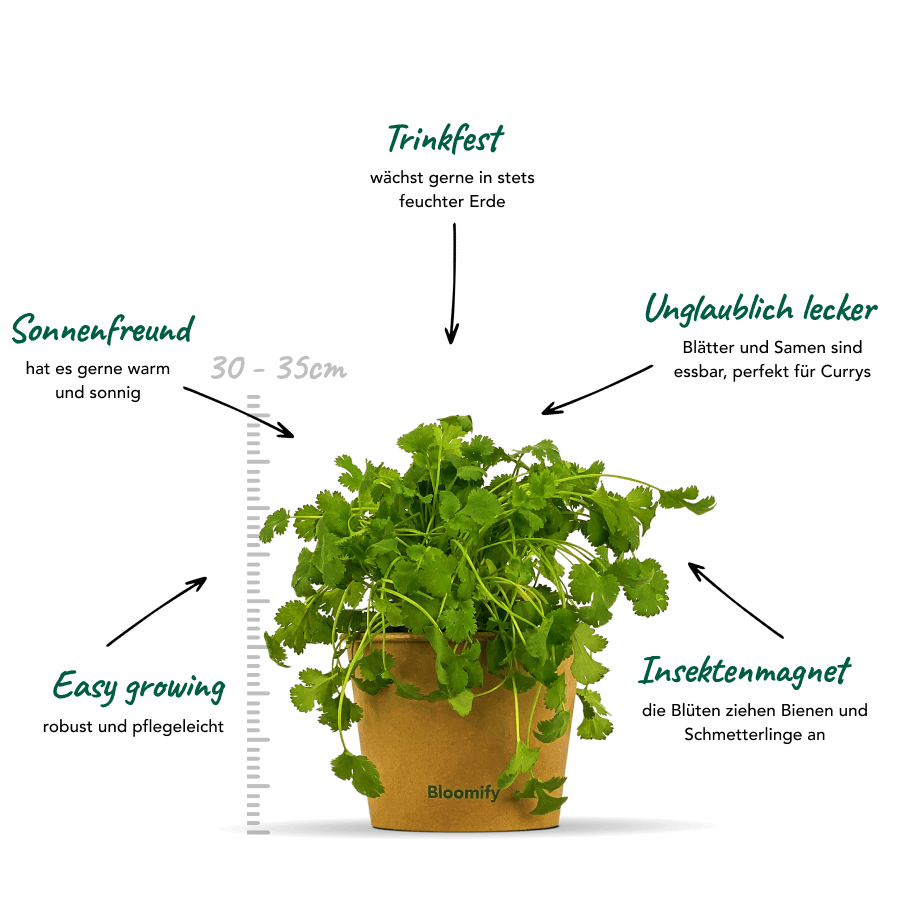 Koriander "Konstantin"