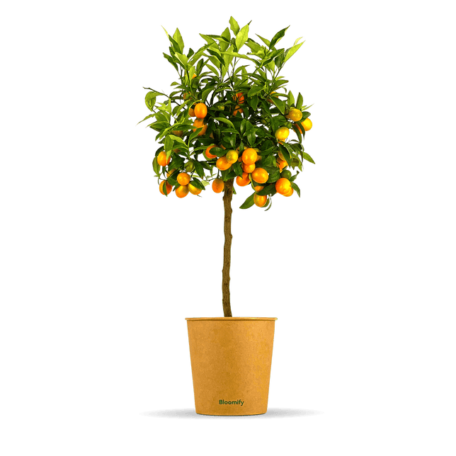 Kumquat "Kasimir"