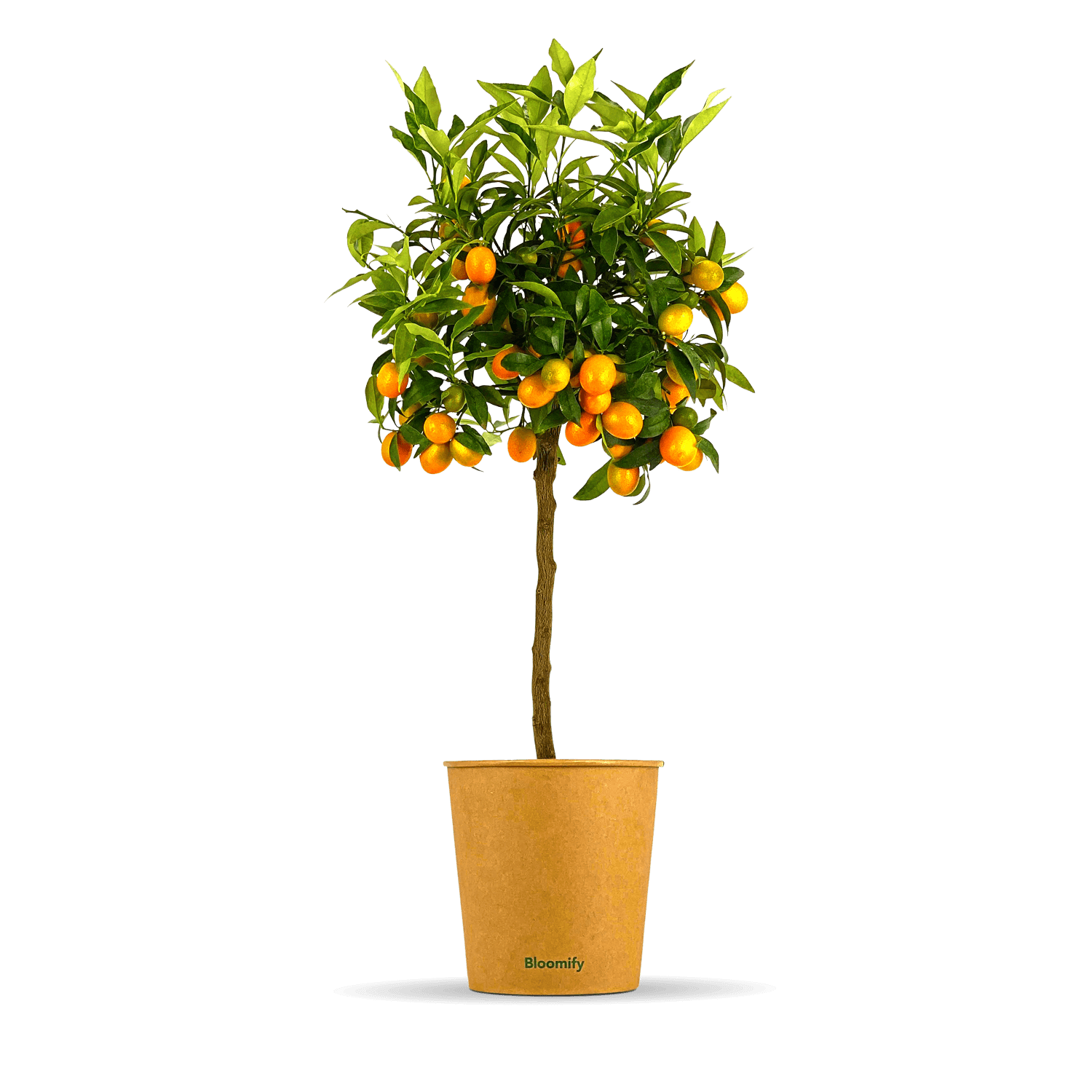 Kumquatbaum 