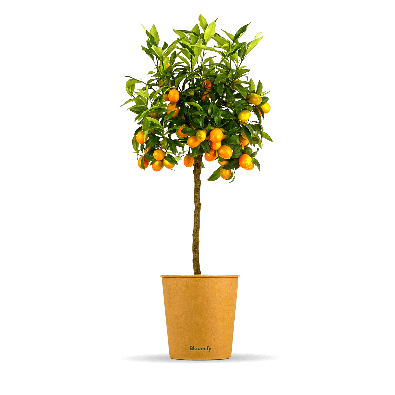 Kumquat "Kasimir"