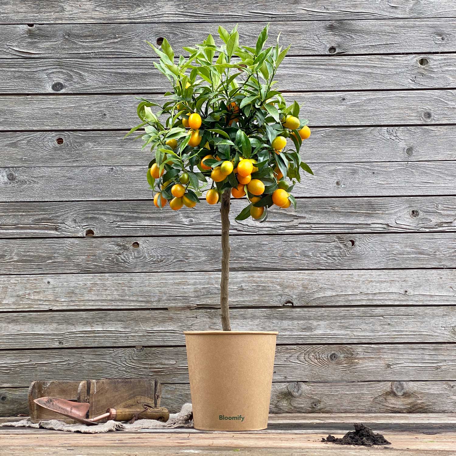 Kumquat "Kasimir"