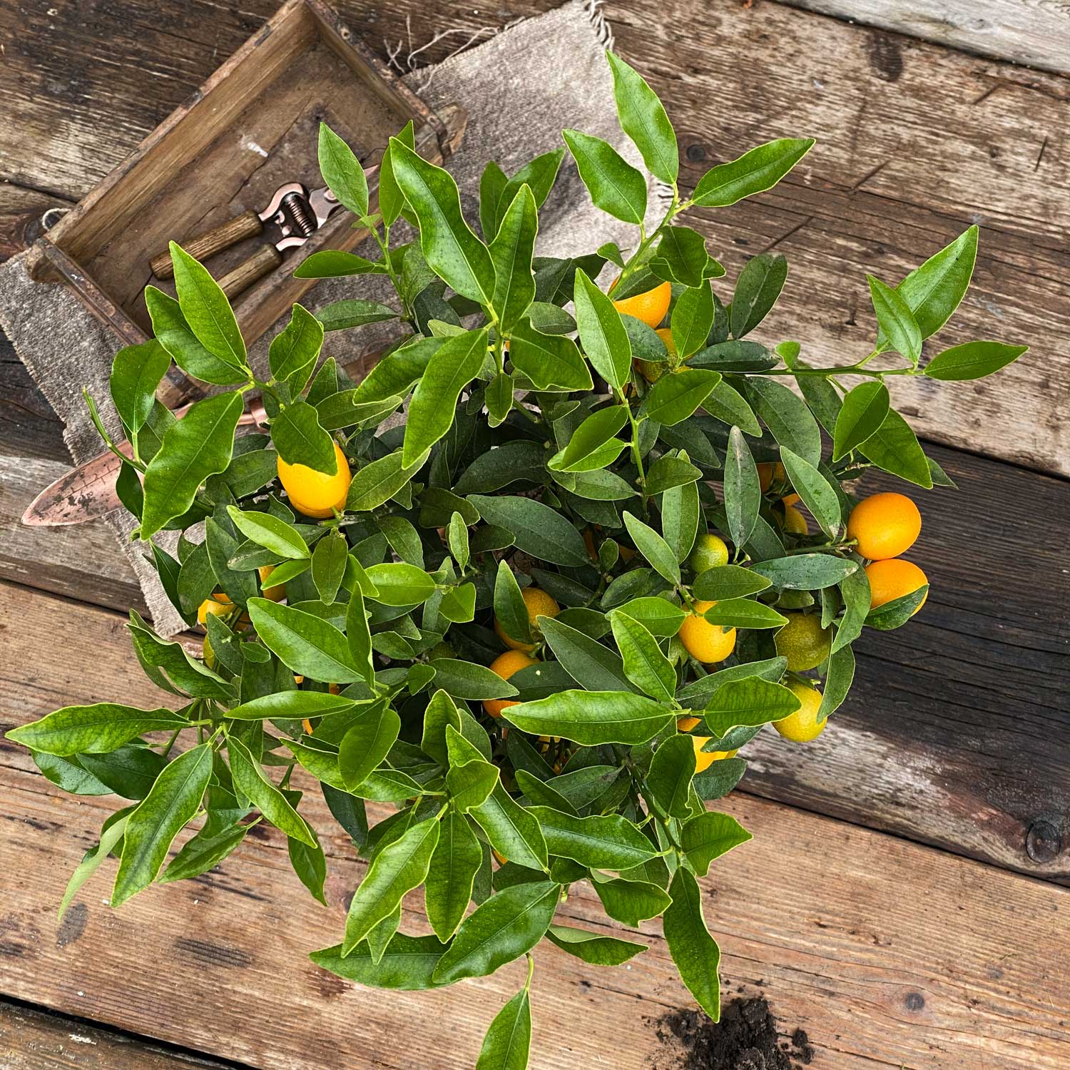 Kumquat "Kasimir"