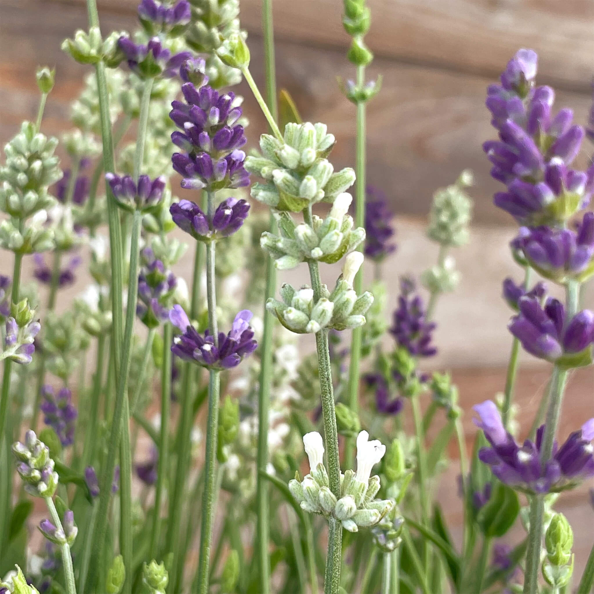 Lavendel "Lara"