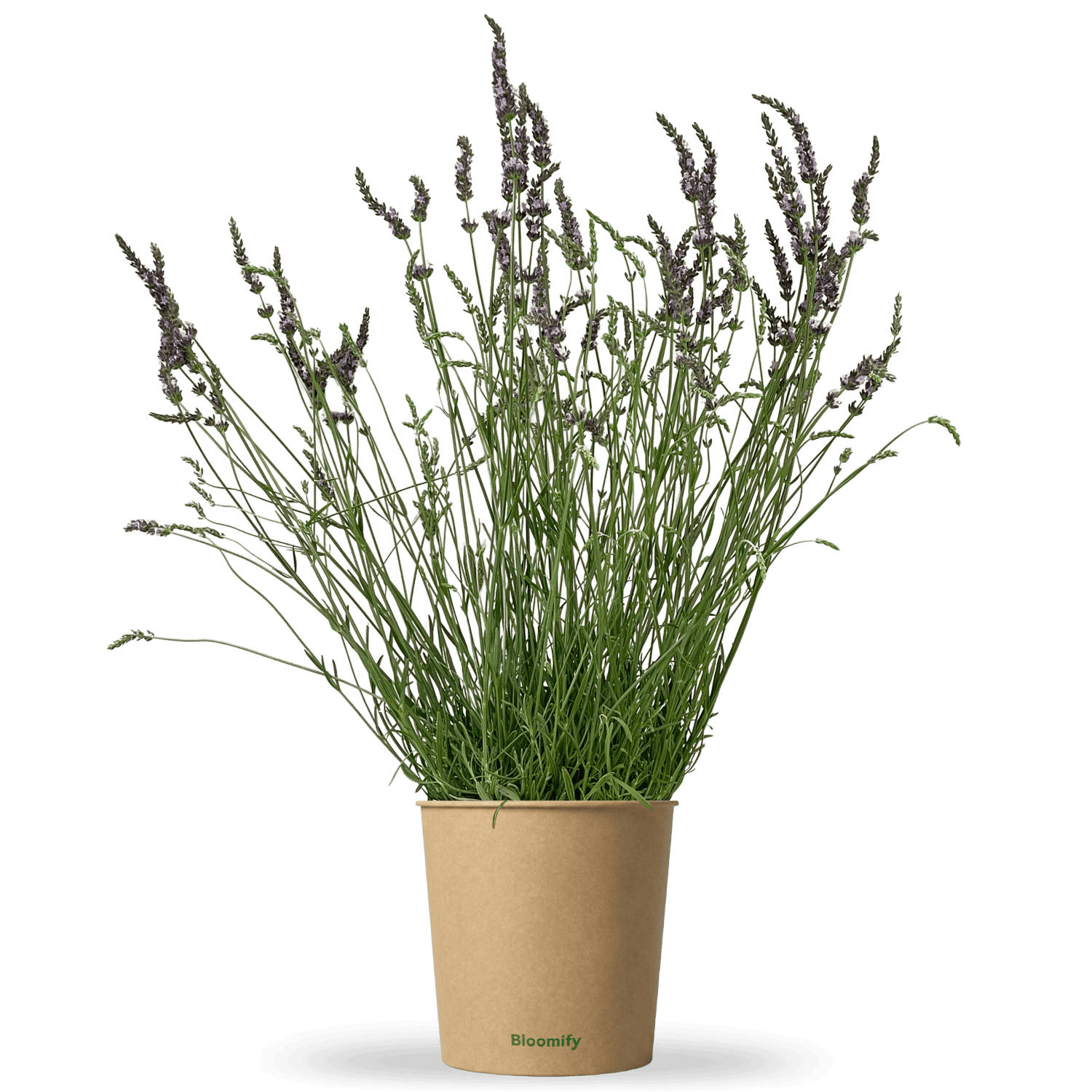 Lavendel "Lars"