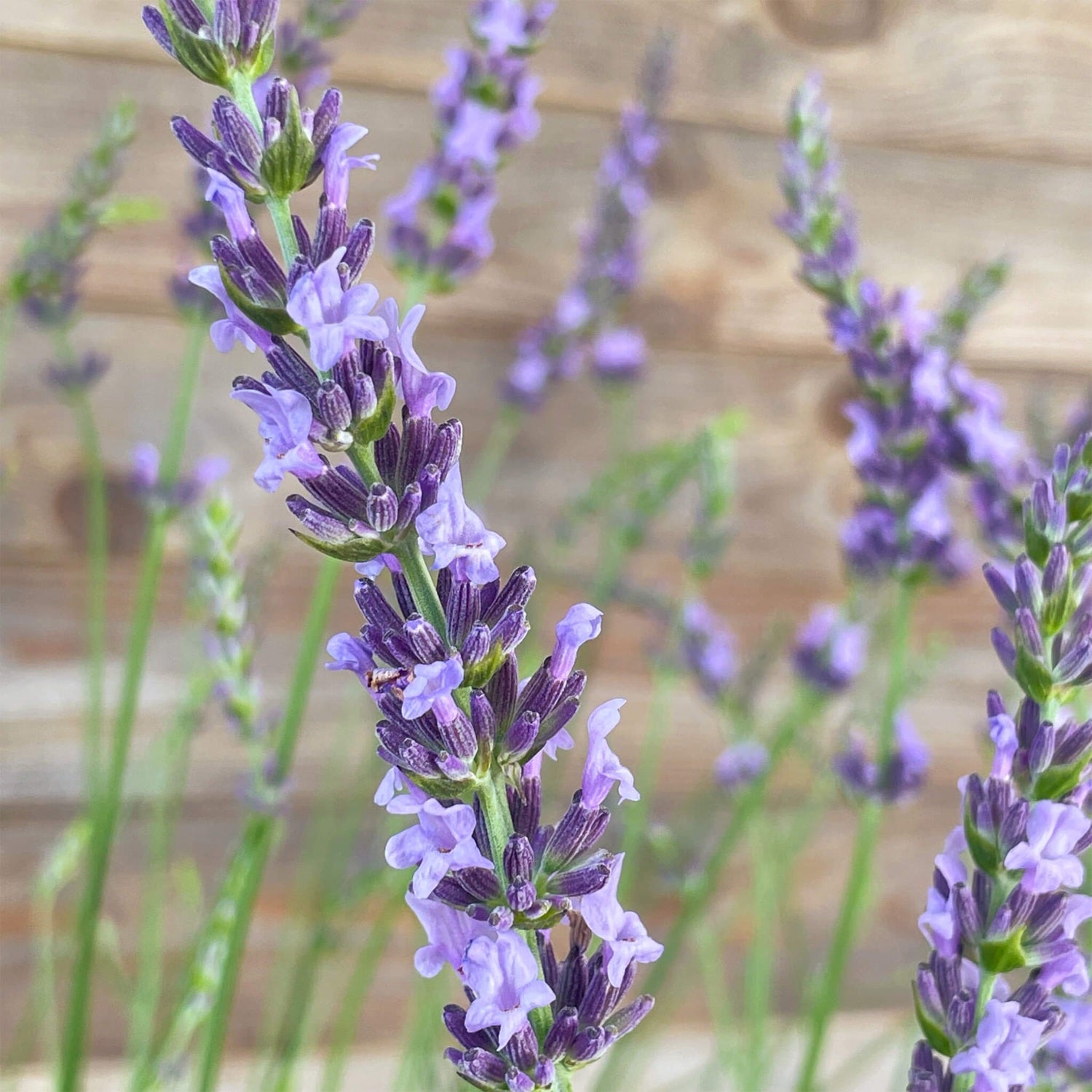 Lavendel "Lars"