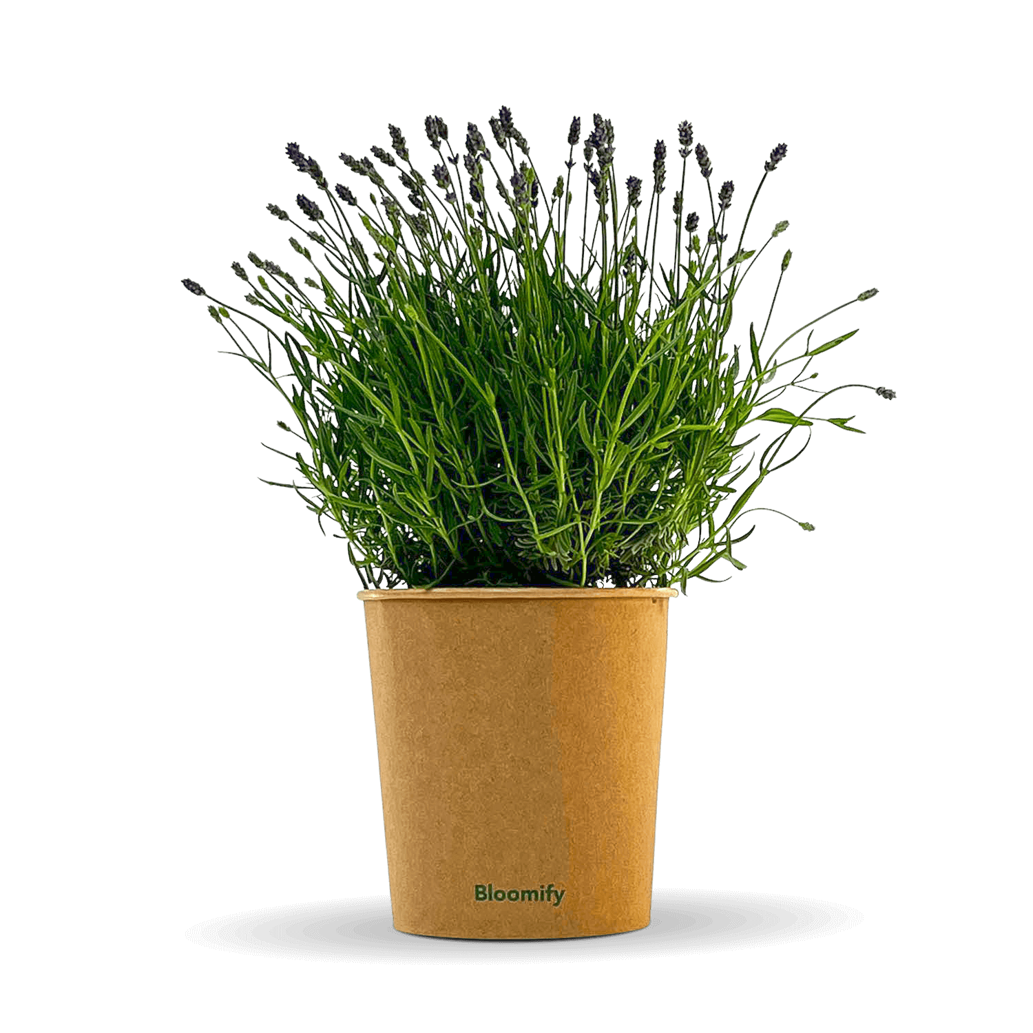 Lavendel 