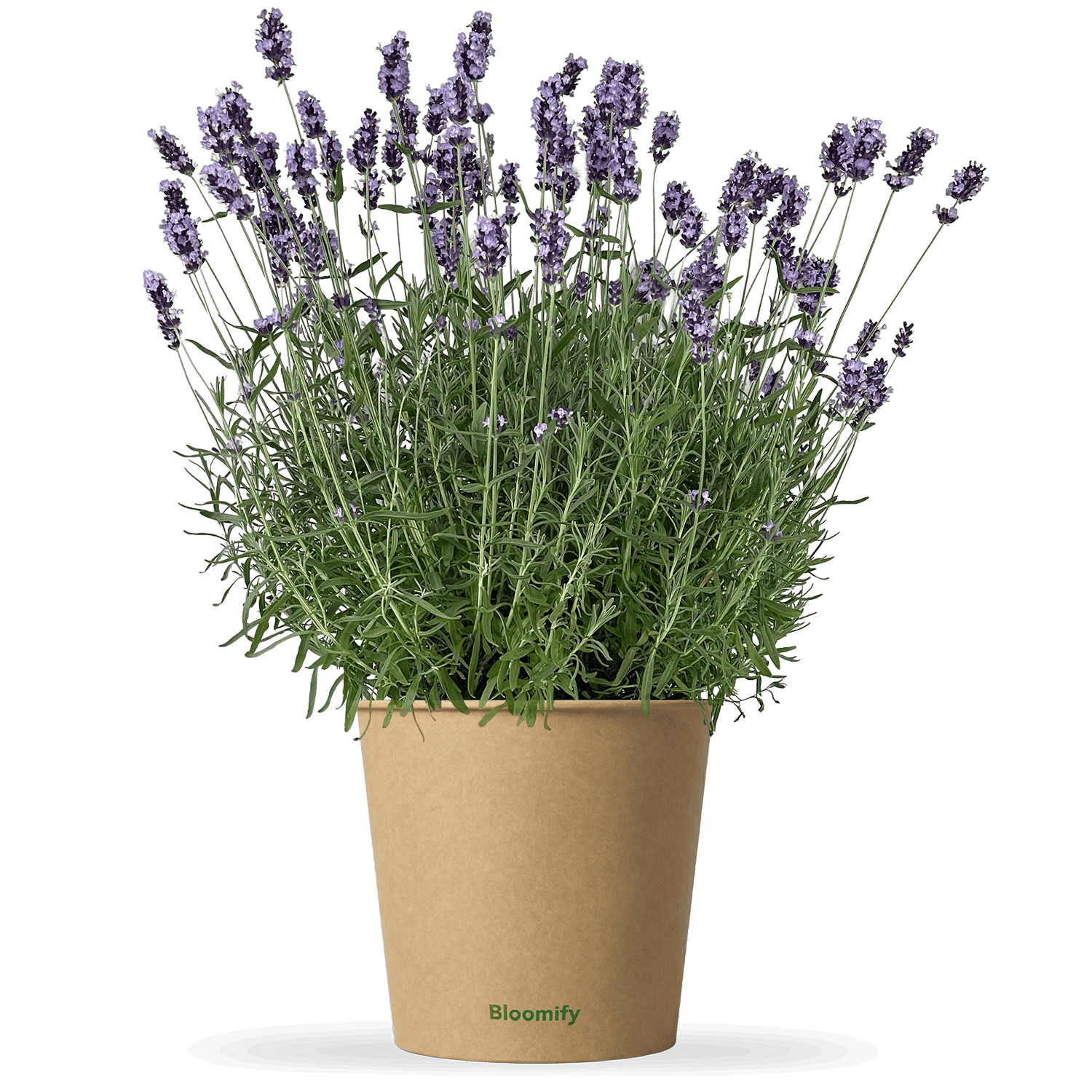 Lavendel "Larissa"
