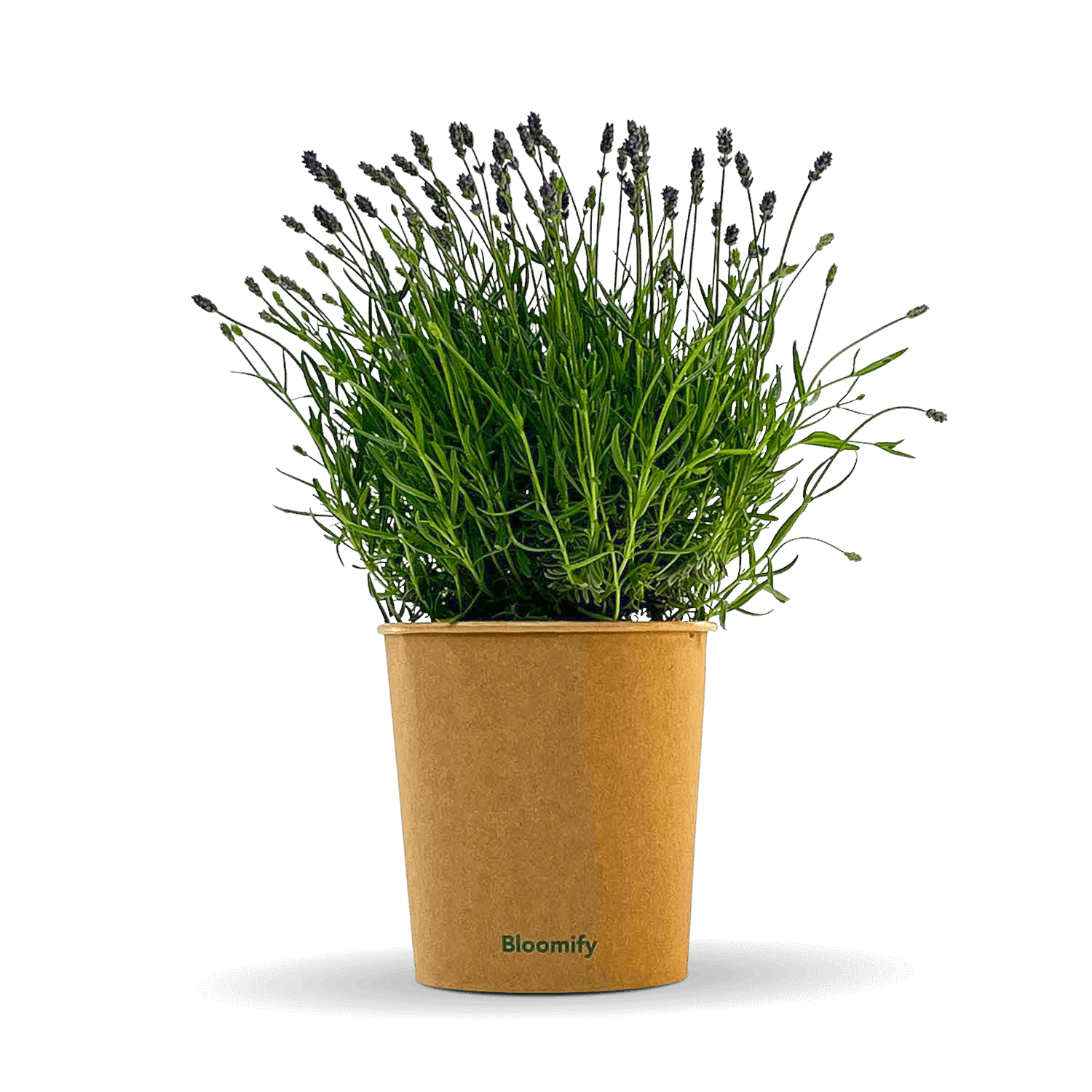 Lavendel "Larissa"