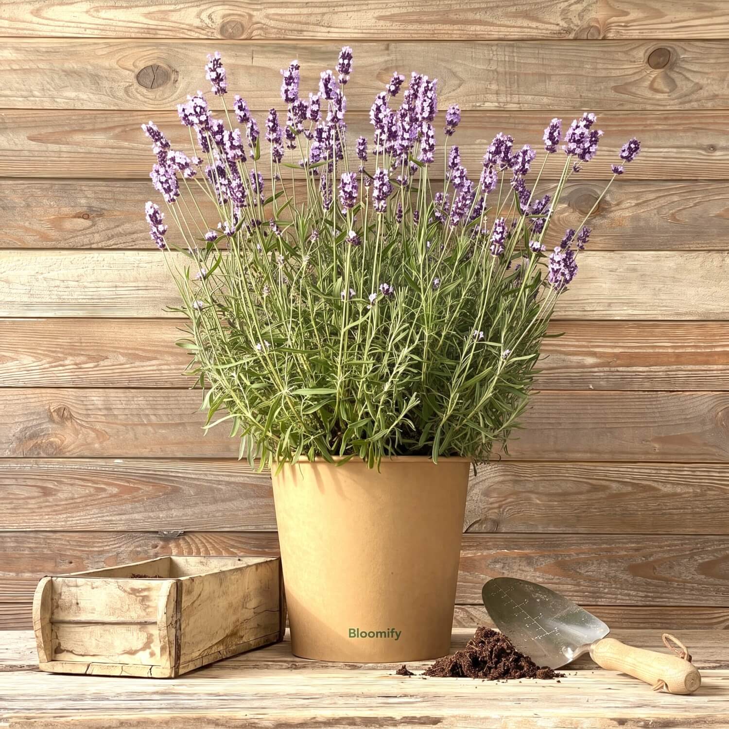 Lavendel "Larissa"
